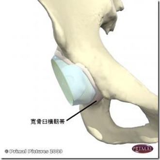 股関節痛み原因治療 寛骨臼横靭帯(前)