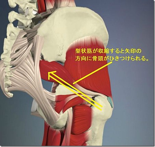 股関節痛み原因治療 梨状筋作用4.5