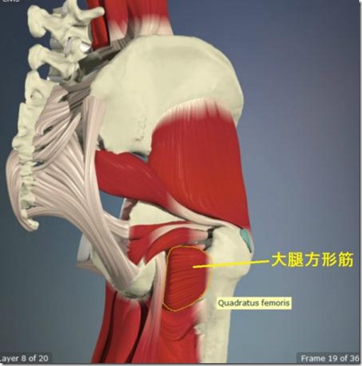 股関節痛み原因治療 大腿方形筋4.5