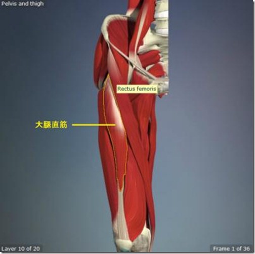 股関節痛み原因治療 大腿直筋4