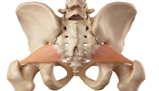 股関節の深部外旋六筋とはどんな筋肉？解剖と作用をイラストで解説