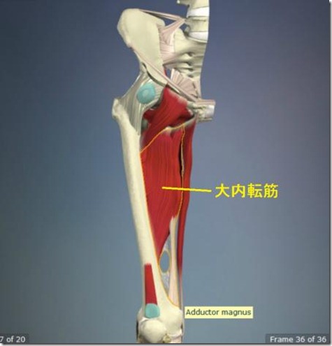 股関節痛み原因治療 大内転筋4.5