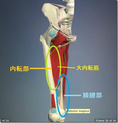 股関節痛み原因治療 大内転筋詳細4.5