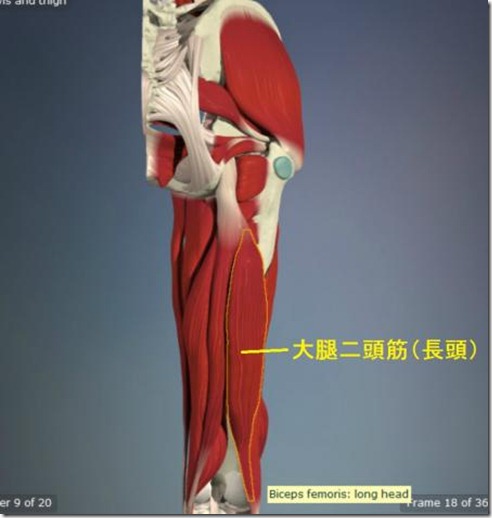 股関節痛み原因治療 大腿二頭筋（長頭）4.5