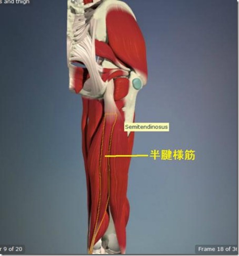 股関節痛み原因治療 半腱様筋4.5
