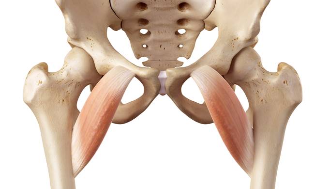 股関節の内転筋の解剖をイラストでわかりやすく解説 股関節の痛みの原因を治療する