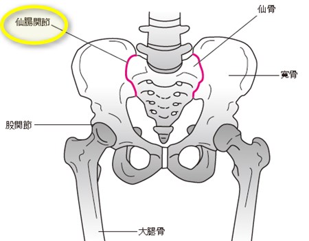 仙腸関節イラスト解剖