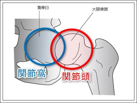 股関節の解剖機能形態1