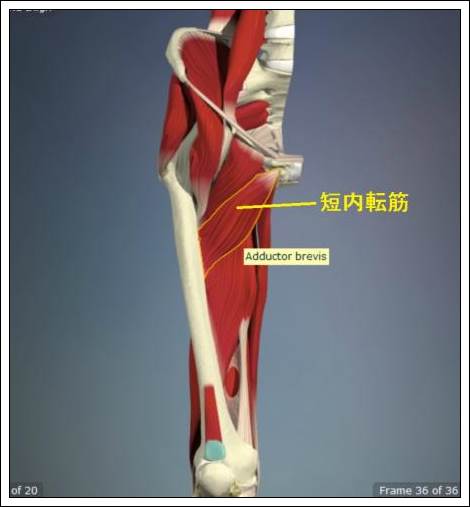 股関節痛み原因治療 短内転筋4.5