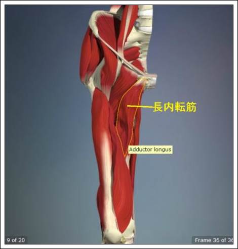股関節痛み原因治療 長内転筋4.5