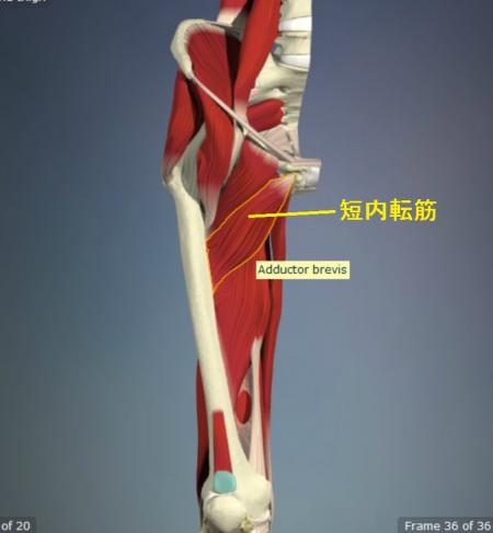 短内転筋の解剖