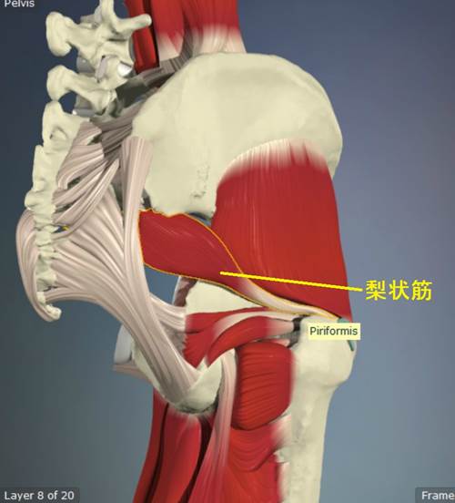 股関節外旋筋のストレッチ12