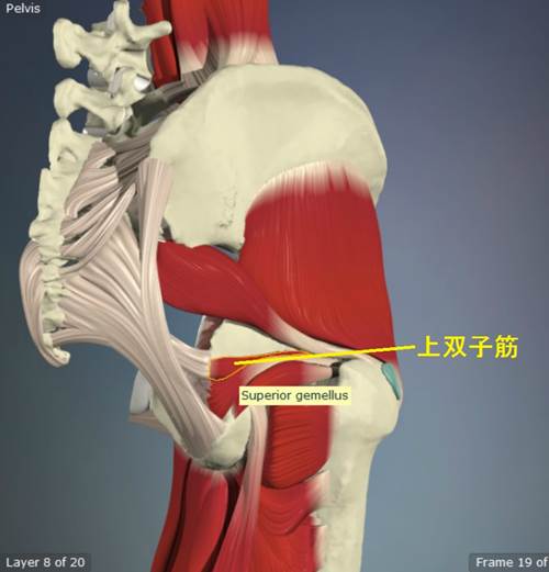 股関節外旋筋のストレッチ16