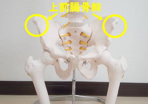 骨盤模型正面横長上前腸骨棘1
