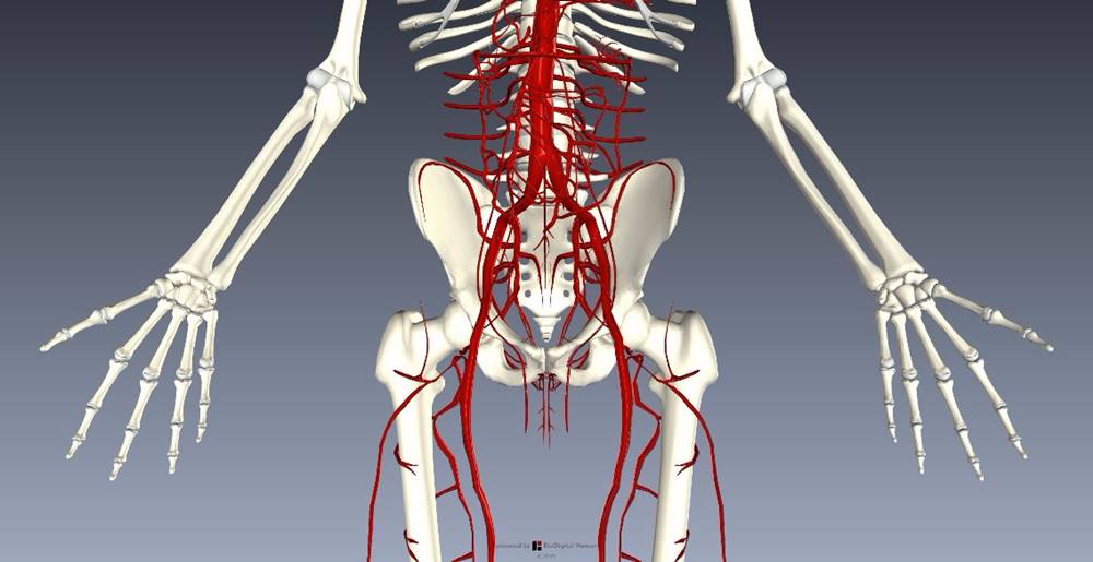 下肢血管を解剖図で詳しくご紹介！どんな動脈や静脈があるの？1