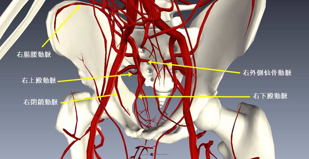 下肢血管を解剖図で詳しくご紹介！どんな動脈や静脈があるの？9