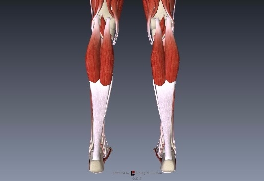 アキレス腱下腿三頭筋解剖1