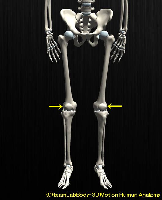 膝蓋骨の解剖、その役割と可動性。お皿はどれぐらい動くのか？5
