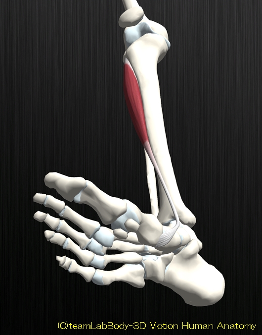 前脛骨筋の解剖イラスト図3