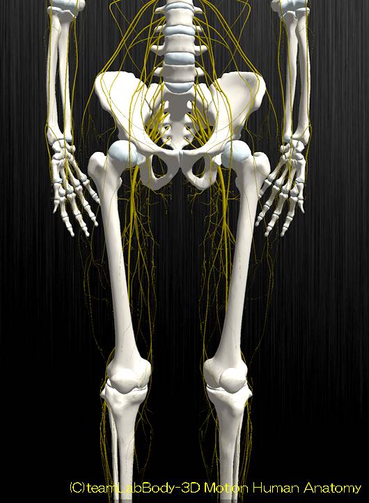 下肢神経解剖図イラスト図4
