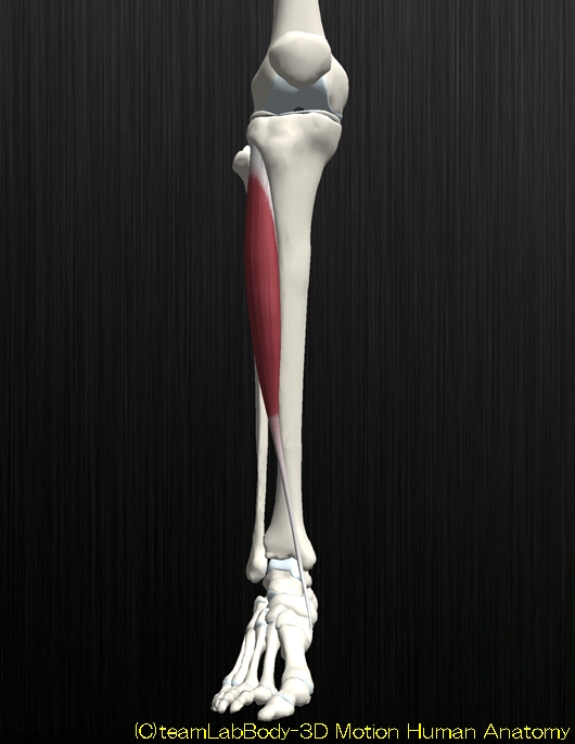 前脛骨筋の解剖イラスト図1