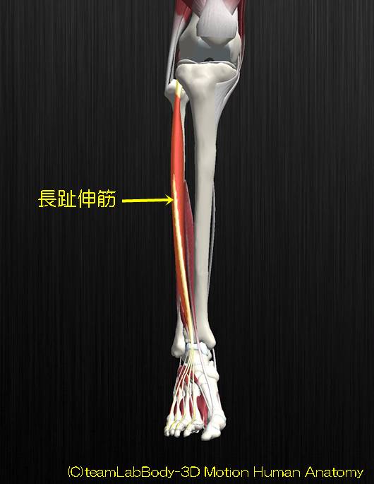 長趾伸筋解剖図イラスト1