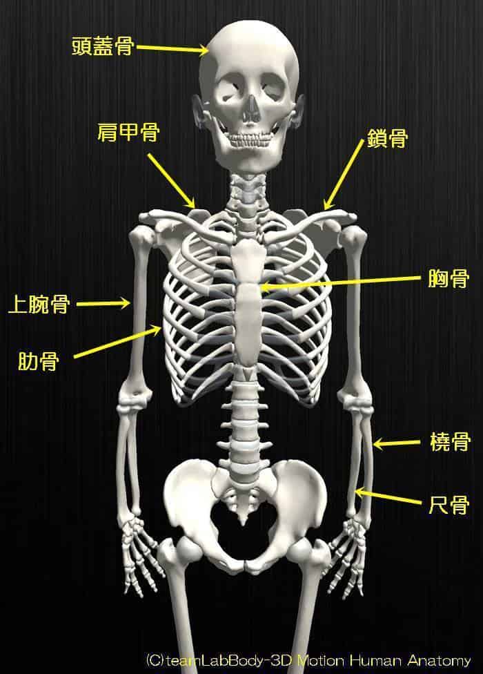 人体の骨の名称と数を解剖のイラストを用いて詳しく解説 股関節の痛みの原因を治療する