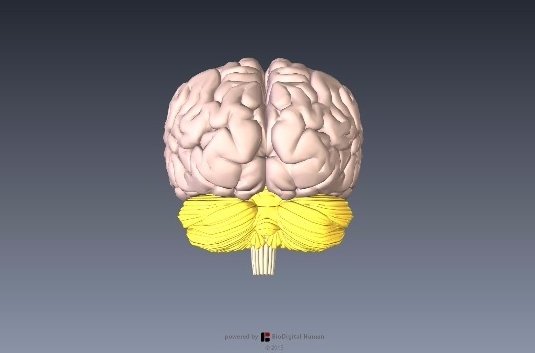 小脳解剖図イラスト3