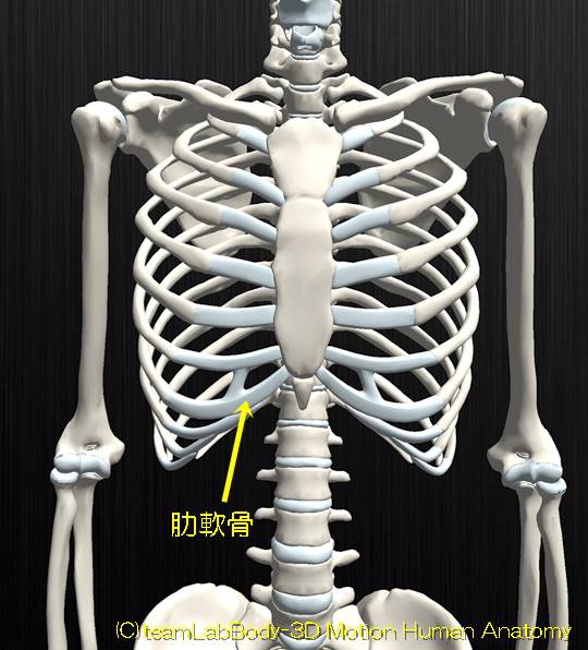 軟骨結合肋軟骨