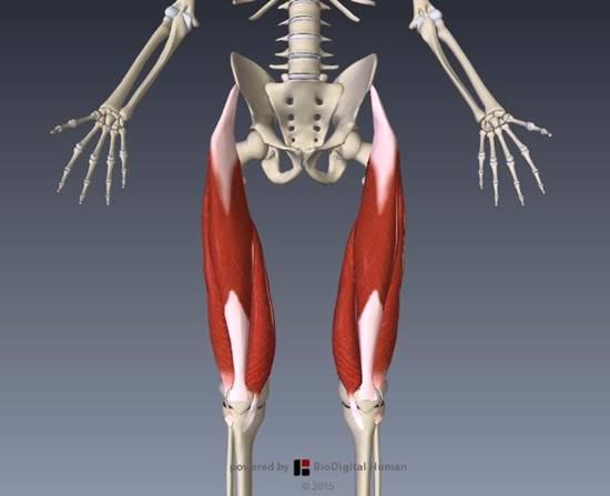 大腿四頭筋解剖イラスト図9