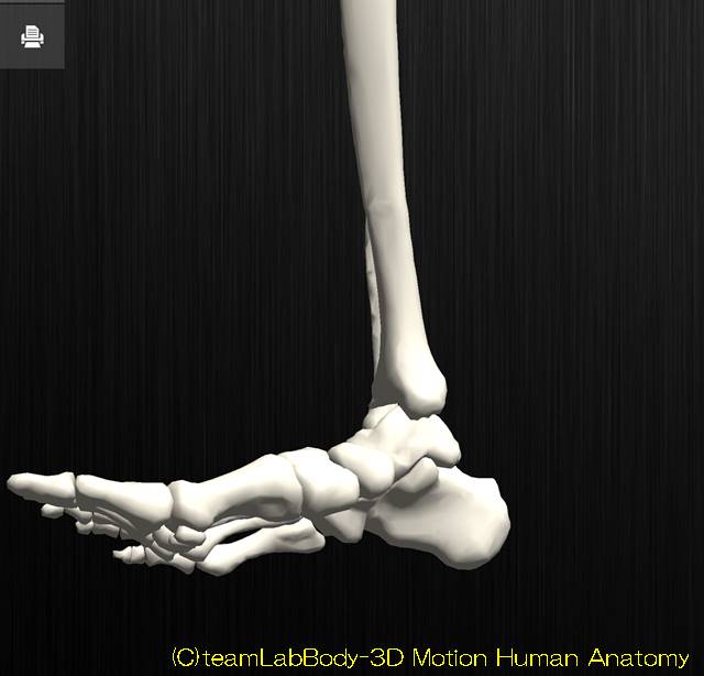 足関節の解剖運動学イラスト図背屈位2