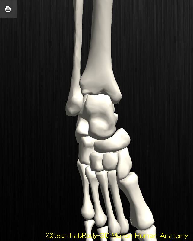 足関節の解剖運動学イラスト図底屈位1