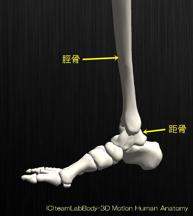 足関節の解剖イラスト図６