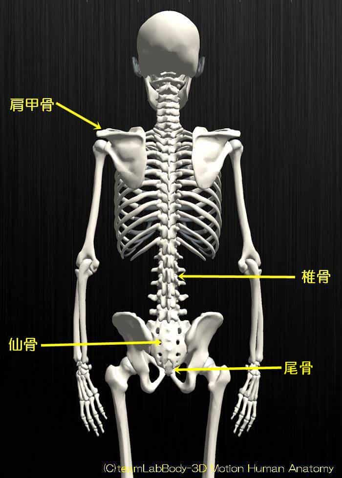 人体の骨の名称と数を解剖のイラストを用いて詳しく解説 股関節の痛みの原因を治療する